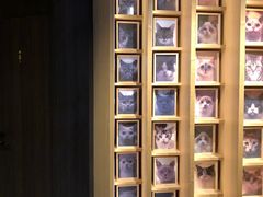 -CAT’S MEWSTAR CAFE·喵星球猫屋(晴湾咖啡店)