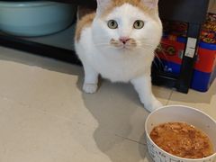 -纳吉亚猫专科动物医院(康都外科中心)