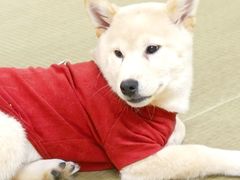 -逗柴咖啡屋·狗咖猫咖宠物桌游