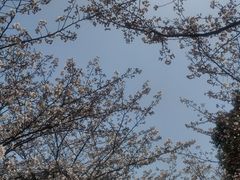 -高东镇樱花园