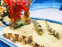 -上海海洋水族馆