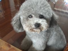 -1013 PET SHOP 宠物商店(近铁城市广场店)