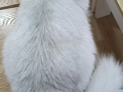 -李小姐の猫咖啡馆(五角场店)
