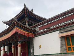 -塔尔寺菩提树