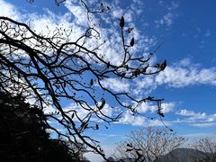 -鲁山国家森林公园