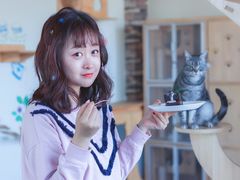 -猫的茶·猫咖