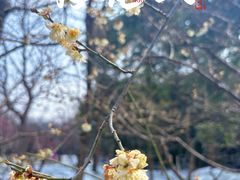 -梅花山(明孝陵内)