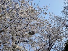 -武汉大学-樱园