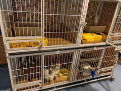 -猫色咖啡·猫咖