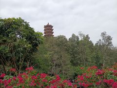 -深圳仙湖植物园