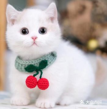 买只猫猫回家陪伴自己金爵宠乐园