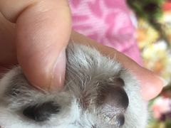 -瑞鹏瑞爱宠物医院·全科·猫科·血液透析中心(龙头寺店)