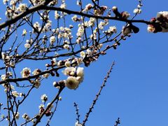 -高东镇樱花园