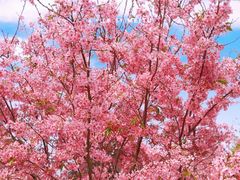 -天适樱花悠乐园