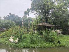 -深圳野生动物园