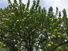 -咕嘟草帽鱼·牛奶一样的鲜鱼汤(包河万达广场创始店)