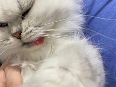 -艾吉宠物医院·疑难杂症转诊中心·猫友好(碧江路院)