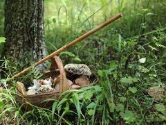 -山人野生菌餐厅