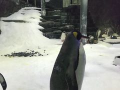 -悉尼海洋生物水族馆