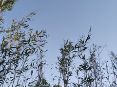 -小茶闲舍·观景商务茶馆(广州塔店)
