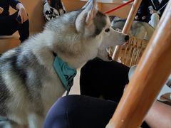 -Husky Go! 哈士奇体验馆·宠物咖啡厅狗咖