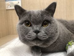 -北京观赏动物医院·24小时大型综合·猫专科·异宠专科