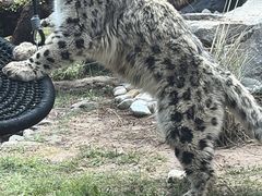 -青藏高原野生动物园