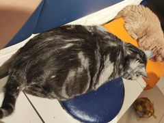 -平行世界·猫咖(首经贸店)