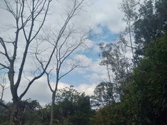 -东莞市大岭山森林公园