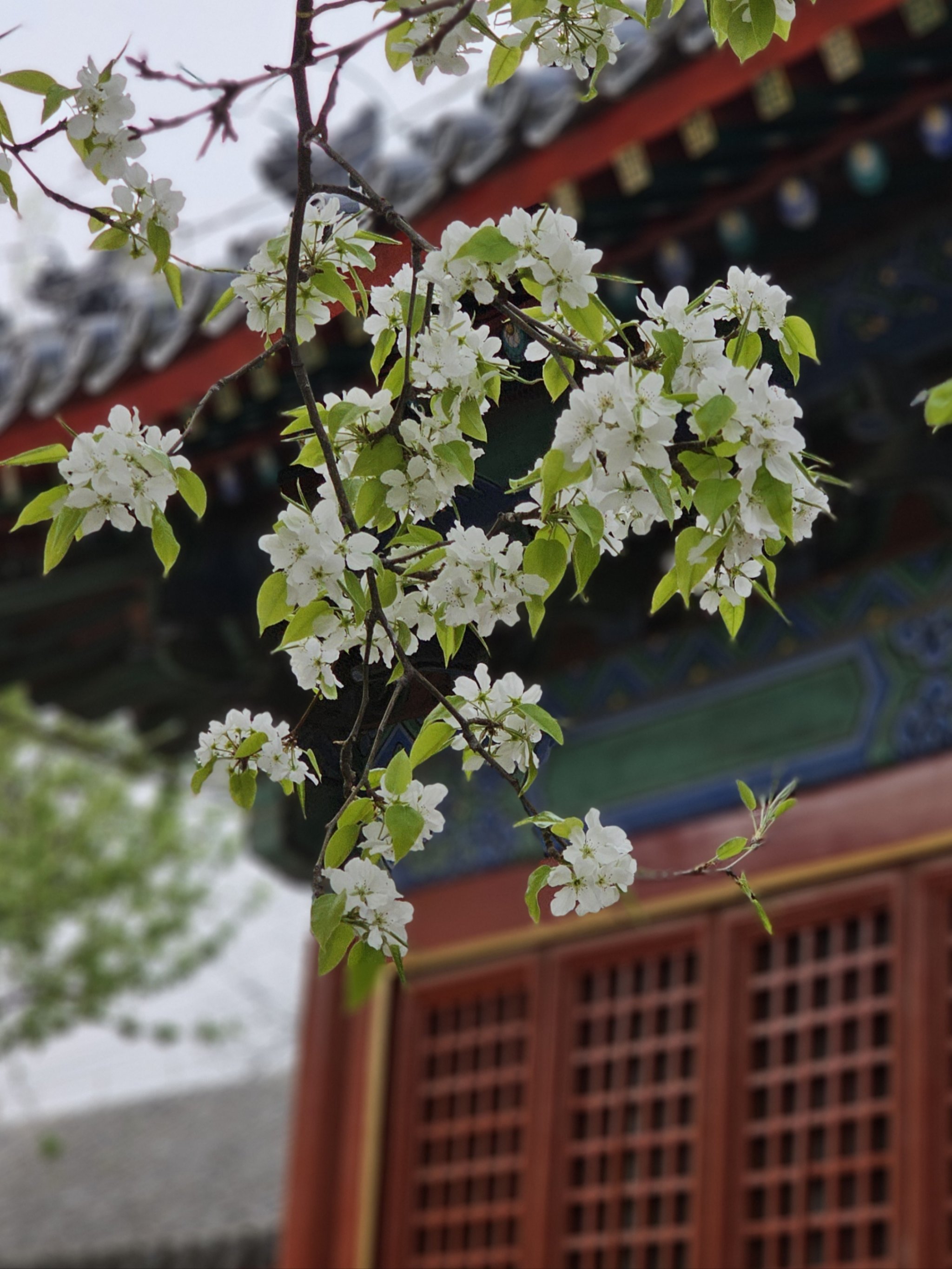 26智化寺梨花瀑布实况‼️人满告急‼️