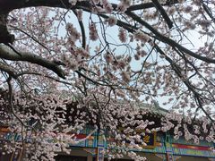 -桃花堤公园