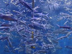 -成都浩海立方海洋公园