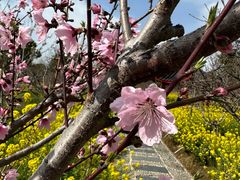 -南汇桃花村