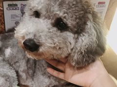 -more than meow吴止猫主题餐厅(承德 中船汇店)