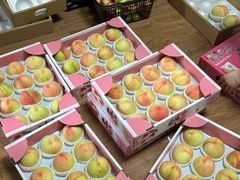 -南汇新场正宗水蜜桃采摘