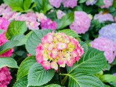 -MOJ coffee(瓯海泽雅水碓坑店)