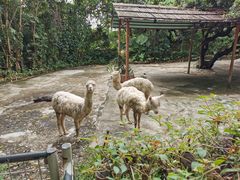 -深圳野生动物园