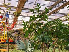 -南宫五洲植物乐园