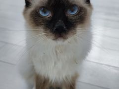 -喵的天空名猫咖啡馆·撸猫·猫舍·用品