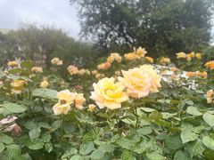 -人民公园(罗湖区)