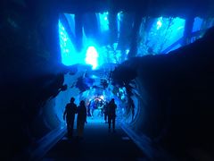 -迪拜水族馆及水下动物园