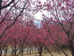 -牛岗山公园
