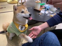 -逗柴咖啡屋·狗咖猫咖宠物桌游