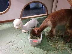 -藦茜花园宠物主题亲子互动体验馆(国顺东路店)