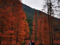-广州市石门国家森林公园