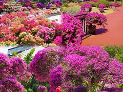 -中国科学院华南植物园