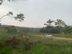 -武陵山森林公园