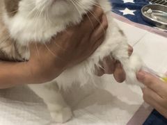 -瑞派康怡24h宠物医院·犬猫医疗中心·微创绝育(瑞景分院)
