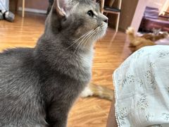 -MOCHA明星猫咖(田子坊店)