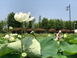 -水八仙生态园